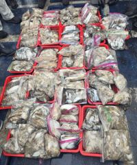24일 파워피싱호 갑오징어 쭈꾸미 조황입니다 사진
