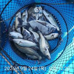 삼천포 내만권 감성돔 사진