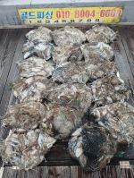 09월24일 주꾸미 조황(20) 사진