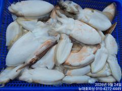 뉴대호피싱 9월24일 쭈꾸미조황입니다!! 사진