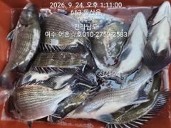 [여수,광양] 감성돔 선상찌낚시 시즌입니다 사진