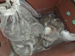 [포항] 실시간)2부 돌문어 쿵쾅! 뉴대양호 사진