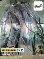 풍요로운 한가위되세요 오늘출항쿨러조황 입니다 오늘 출항확정오후 4시 사진