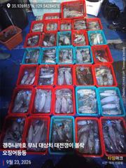 무늬 150수 오버 계속 3자릿수 오버 사진