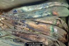 경동호 먼바다왕갈치외줄16석. 씨알이넘좋아요.오늘금토일예약가능 사진