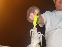 [통영] [무늬] 24일..이어지는 마릿수 조황입니다. 사진