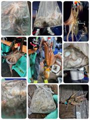 포항문어조황 오늘금요일 저녁5시 출조잡혀있습니다 모집중 사진