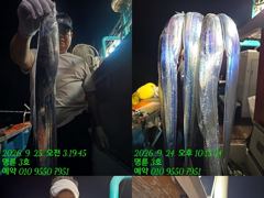 [통영] (14석통영명륜3호)은빚 갈치 사냥 다녀왔습니다 쿨러구경 밤새도… 사진