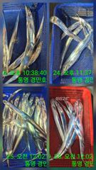추석 입항 갈치조항 사진
