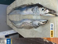 ＜＜통영 뉴명륜호 14인승＞＞ 추석 보름달 만큼 풍성하게!!! 대치들^^ (토요일 황제낚시 가능) 사진
