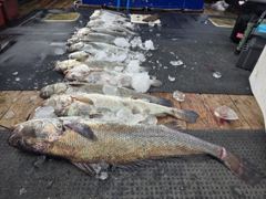 격포 변산레저 [카이저2호] 9월24일 대물민어103CM 조황입니다. 사진