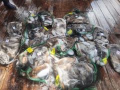격포 변산레저 [카이저호] 9월24일 주꾸미,갑오징어 조황입니다. 사진