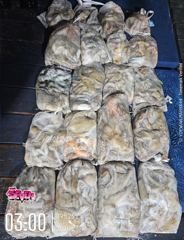 ◆ 커지고 있는 문어 사이즈 ◆ 군산 뉴세븐호 9월 24일 야간문어 조황 사진