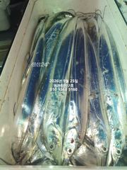 내만갈치)씨알좋고 마릿수 좋고 추석날 복날이네요~!!에약가능 사진