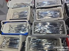 [진해] 와~.내만칼치3지급 엄청나게퍼담고 끝없는피딩 초대박~일욜부터 예… 사진