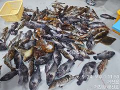 거진항 해신호 9월24일 락피싱 조황 사진