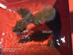 (무늬오징어) 고구마급 좀 나오네요 9월 24일 조황 사진