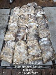 군산 대호피싱 25일 쭈꾸미 15분의 대박조항 입니다 사진
