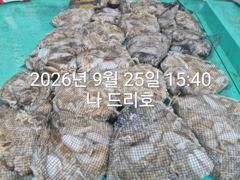 25일, 즐건 한가위에 낚인 군산주꾸미~갑이랑 잘 나오네요~ 굿굿조황~군산낚시프라자 나드리호 사진