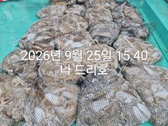 25일, 즐건 한가위에 낚인 군산주꾸미~갑이랑 잘 나오네요~ 굿굿조황~군산낚시프라자 나드리호 사진