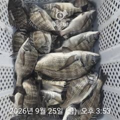 [거제] 감성돔흘림 4짜이하 마릿수 문어 선외기조황 사진