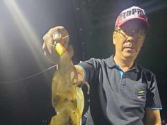 [진해] 무늬팁런 키로급씨알로 쭉~쭉 마리수로 쭉~쭉 예약가능 사진