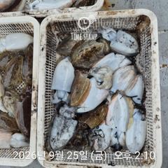 갑오징어 낚시만 사진