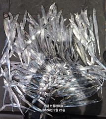 [진해] 25일,입항<내만갈치>씨알,마릿수 끝장나게go~일,월~예약중 사진