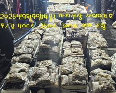 2026년9월1일~25일 까치선장 자이언트호 전체 조황 사진 (한눈에 보기) 사진