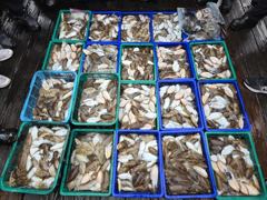 [먹물조황] "갑오징어는 역시 사리물때! 150수 돌파 & 100갑 다수, 초보분들도 50수 이상 대폭발!" 사진