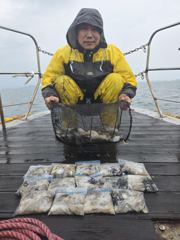 쭈 갑 조황입니다 사진