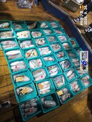 무늬오징어 ( 먼바다 형제,외섬 ) 150수 호조황 사진