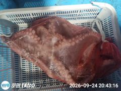 돌문어 대박 토요일 오후5시 출조모집 사진