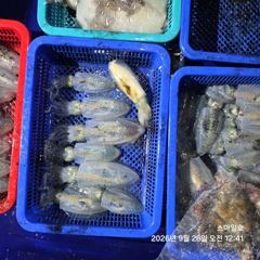 (내만 팁런)무늬 마릿수 폭팔~1.8K 갑이까지 스마일호(28일 문어 예약) 사진