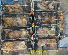 (팁런)무늬 초~대박 33수30수35수 쫙~깔고 고고써니호(오늘예약) 사진