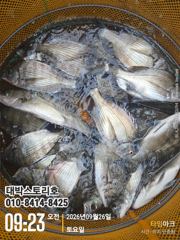 [통영] 감시 수중전~ (실시간) 마릿수 퍽퍽퍽~ 사진