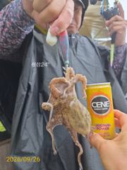 [사천] 다래호 왕쭈꾸미 우당탕탕탕 쫙 쫙 달라붙습니다 즐낚하러오세요 월… 사진