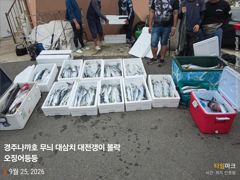 25일 대삼치 중삼치 만쿨 무늬 매일 세자릿수 오버 사진