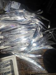 격포 변산레저 [카이저2호] 9월25일 생미끼 외수질 조황입니다. 사진