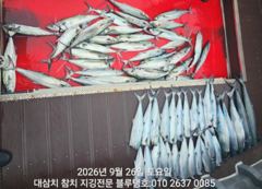 26/토, 오전ㅡ대삼치들, 고시들 우수수 조황! 사진
