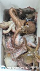 ■ 돌문어 1.5K, 1.3K, 1.2K, KK 급 연일 마리수조황 대박이네요!! 사진
