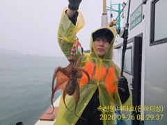 [진해] 문어 비가와도 퍽퍽퍽 비가 안와도 퍽퍽 실시간 좋아요 일요일 출… 사진