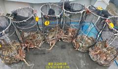 (문어)터졌어요~20여수 2명 전원 두 자릿수~고고써니호(27일예약) 사진