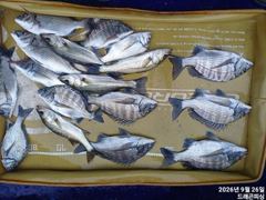 가을 감시 35-30사이 마리수 일욜 자리여유 사진