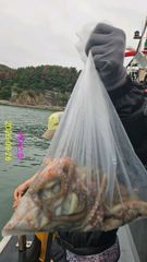 돌문어 전원손맛~굳 사진