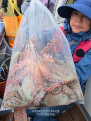 [사천] 26일(토) 문어 조황 사진
