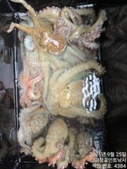[진해] ~~*굵직한돌문어 마리수 제법 잡고~(낼예약가능)*~~ 사진