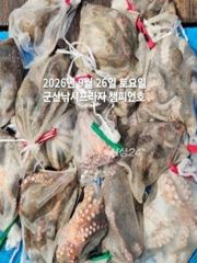 26일, 덩치급 군산문어~부쩍커진 문어들~군산낚시프라자 챔피언호 사진