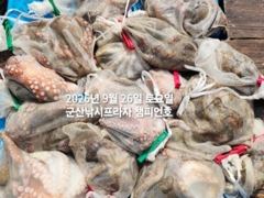 26일, 덩치급 군산문어~부쩍커진 문어들~내일도 갑니다~군산낚시프라자 챔피언호 사진