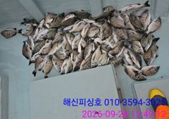09.14 [부산] 4짜~대전갱이~대부시리~볼락 사진